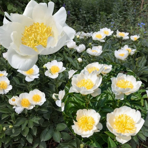 Paeonia lactiflora 'Jan van Leeuwen' - Valgeõieline pojeng 'Jan van Leeuwen' C7/7L